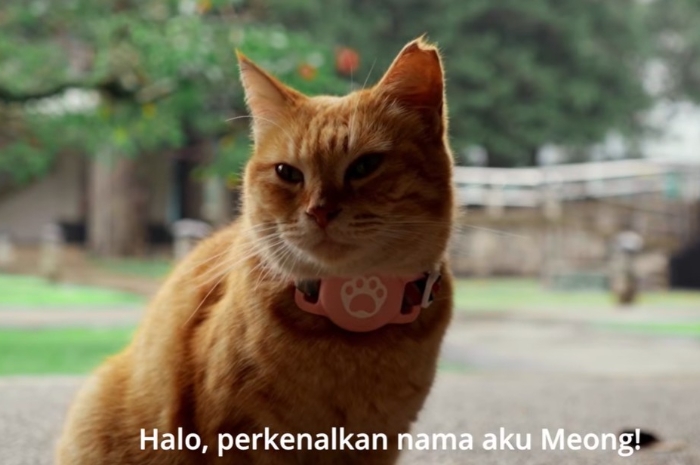 10 Cara agar Kucing Peliharaan Berumur Panjang, Pemilik Wajib Tahu
