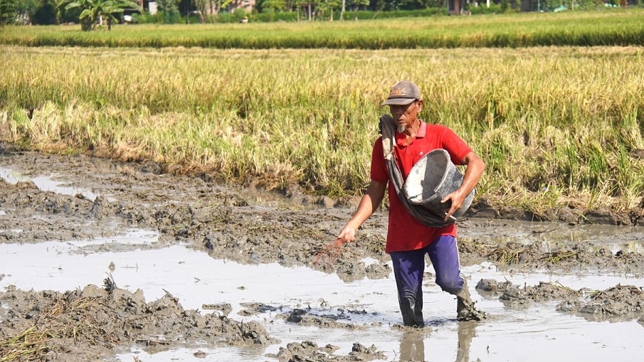 Dua Tahun Dipimpin Prabowo: Harga Pupuk Turun 20 Persen, Kesejahteraan Petani Meningkat