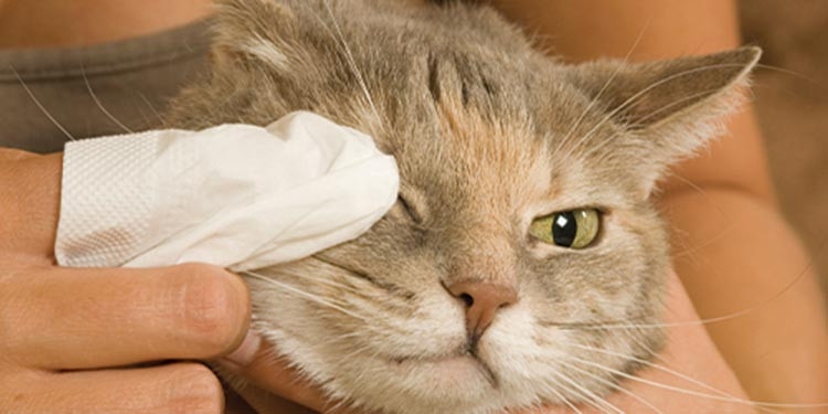 Mata Kucing Berair? Ini Penyebab, Cara Mengatasi Dan Pencegahannya