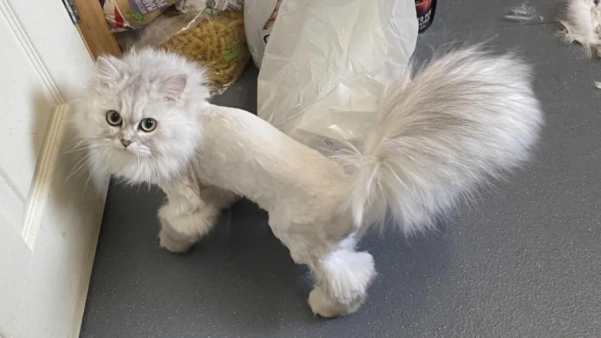 Manfaat Potongan Lion Cut Pada Kucing, Bisa Cegah Kutu