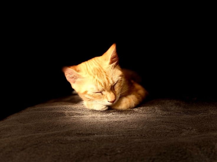 Hukum Menyakiti Kucing Dalam Islam, Azabnya Tidak Main-Main!