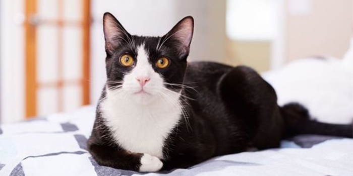 5 Cara Melindungi Hewan Peliharaan Dari Polusi Udara