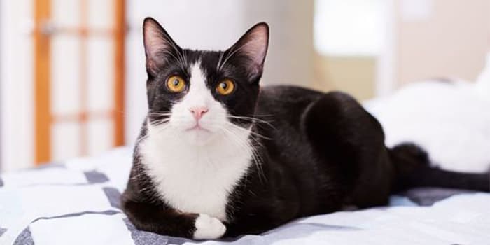 5 Cara Melindungi Hewan Peliharaan Dari Polusi Udara