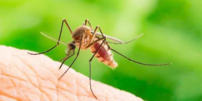 9 Hewan Paling Berbahaya Di Dunia, Membunuh Manusia Setiap Tahun