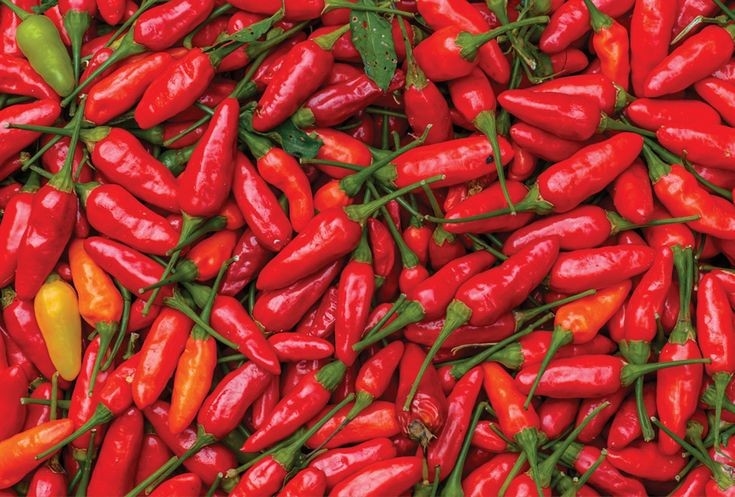 8 Cara Memilih Cabai Rawit Berkualitas, Cita Rasa Pedas Yang Khas