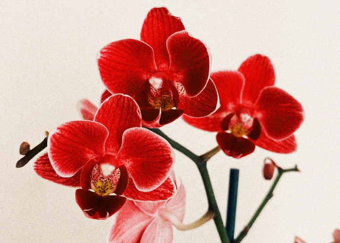 Tembus Rp3 Miliar? Ini 6 Bunga Dengan Harga Termahal