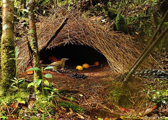 Bak Arsitek, Beberapa Hewan Ini Punya Skill Tingkat Tinggi Dalam Membangun Sarang