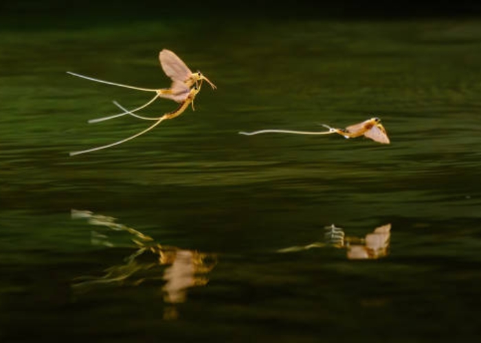 Hewan Dengan Umur Terpendek, Ada Yang Hanya Hidup Semalam