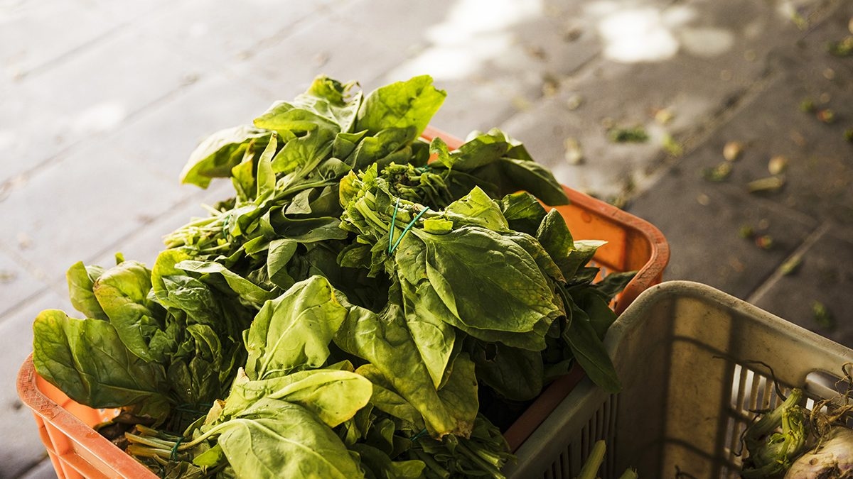 10 Tips Agar Bayam Tetap Segar Dan Tidak Menghitam
