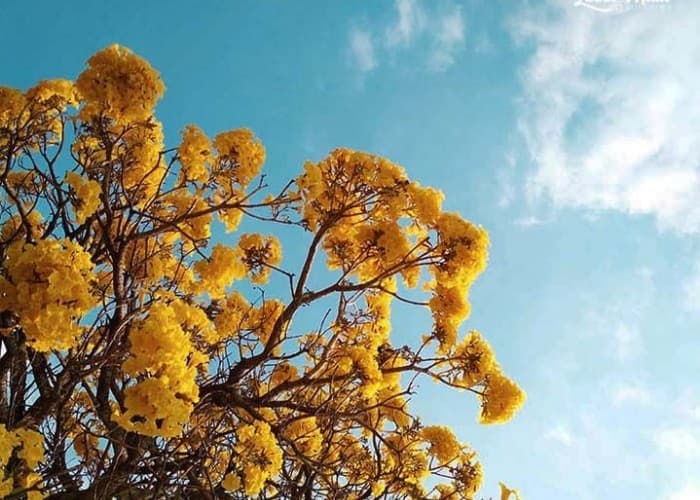 Mengenal Bunga Tabebuya, Manfaat Dan Cara Menanamnya