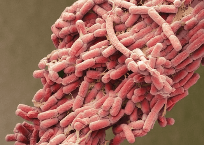 Mengenal Bakteri E Coli Dan Perannya