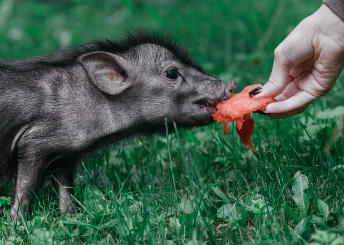 Jantung Babi Bisa Ditransplantasi Ke Manusia, Apa Itu Xenotransplantasi?
