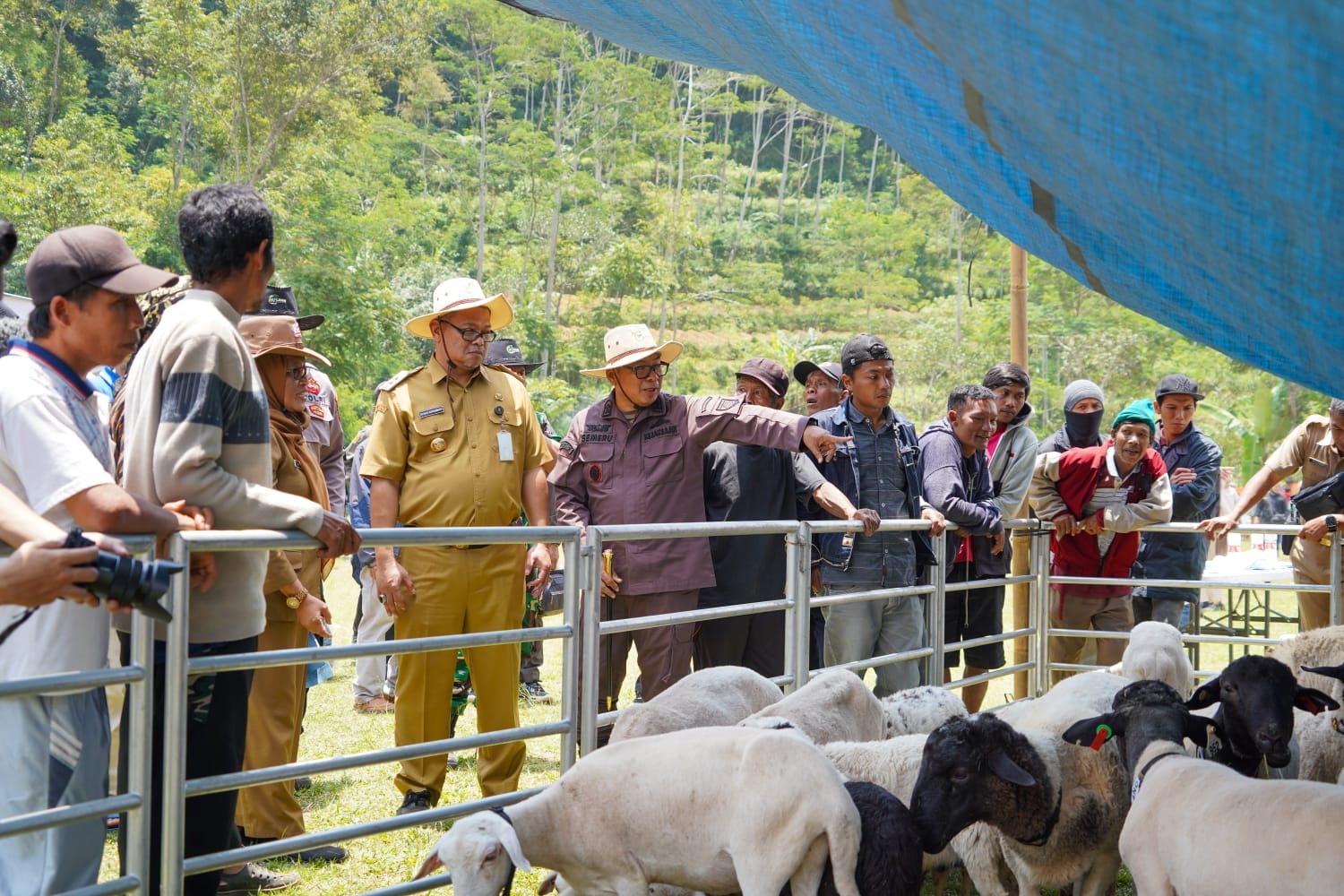 Petani Banjarnegara Panen Cempe Dan Pesta Patok Bantuan UPLAND Project
