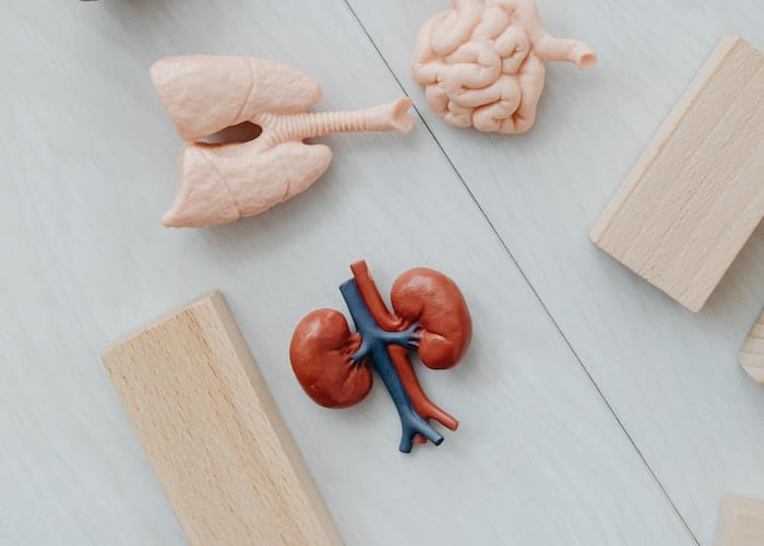 Bagaimana Hukum Mendonorkan Organ Tubuh Dalam Islam? Berikut Penjelasannya