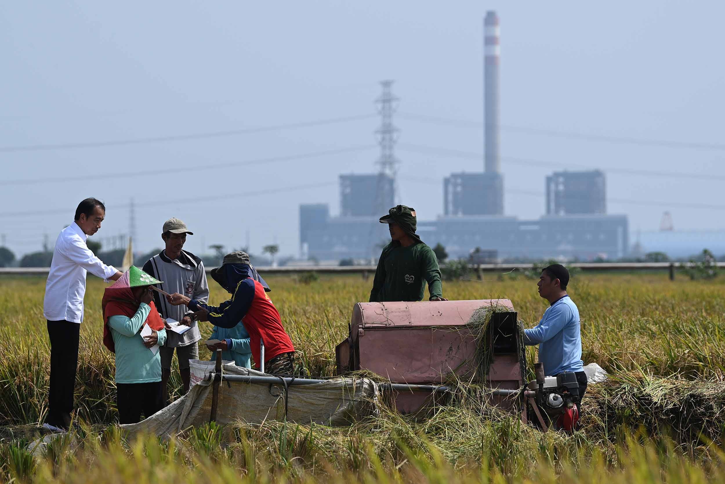 Hadapai Musim Kemarau, Proyeksi Produksi Beras Januari-Juli 2024 Malah Anjlok 13 Persen