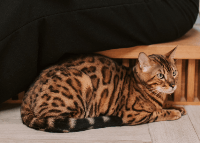 Viral Bapak Kost Makan Kucing, Apa Hukum Makan Kucing untuk Obat?