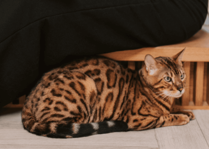 Viral Bapak Kost Makan Kucing, Apa Hukum Makan Kucing untuk Obat?