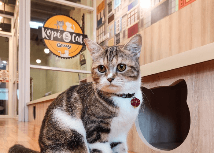 Pencinta Kucing Dan Kuliner Wajib Datangi 5 Cafe Ini, Lengkap Dengan Alamatnya