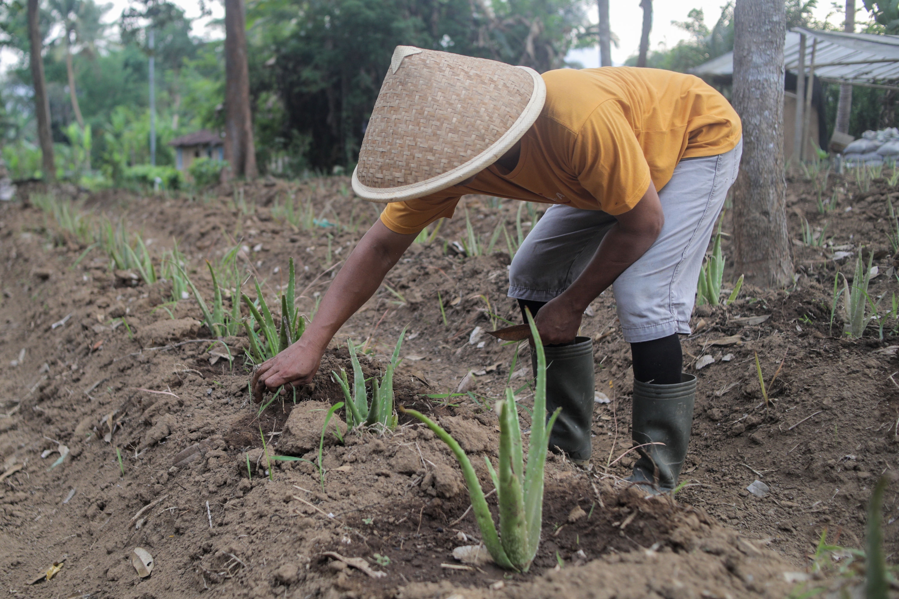 Otomatis Cuan, Yuk Gali Potensi Bisnis dari Lidah Buaya