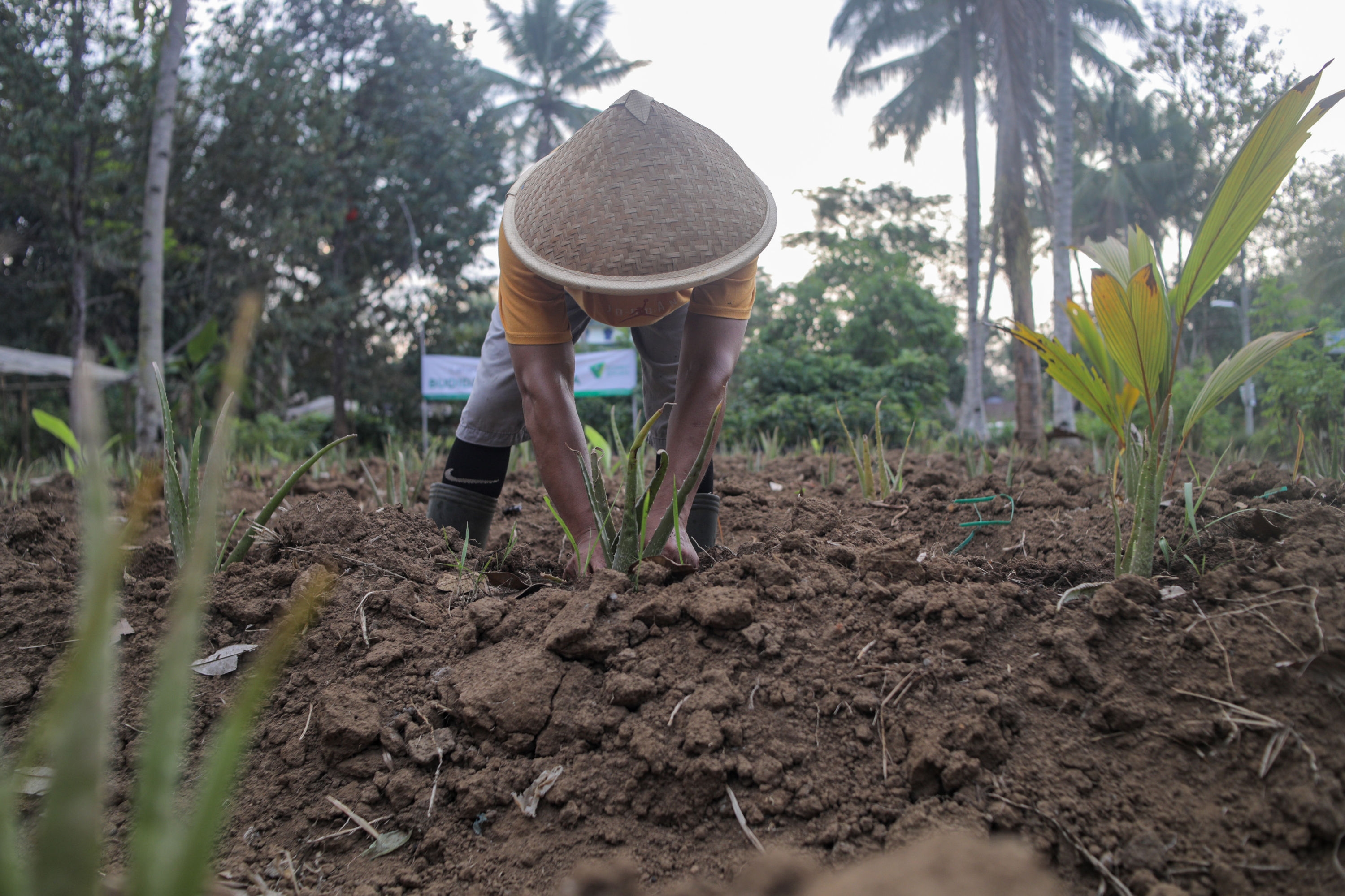 Layanan Keuangan Lewat Bantuan Modal Memiliki Dampak Langsung untuk Petani dan Kelompok Usaha Tani