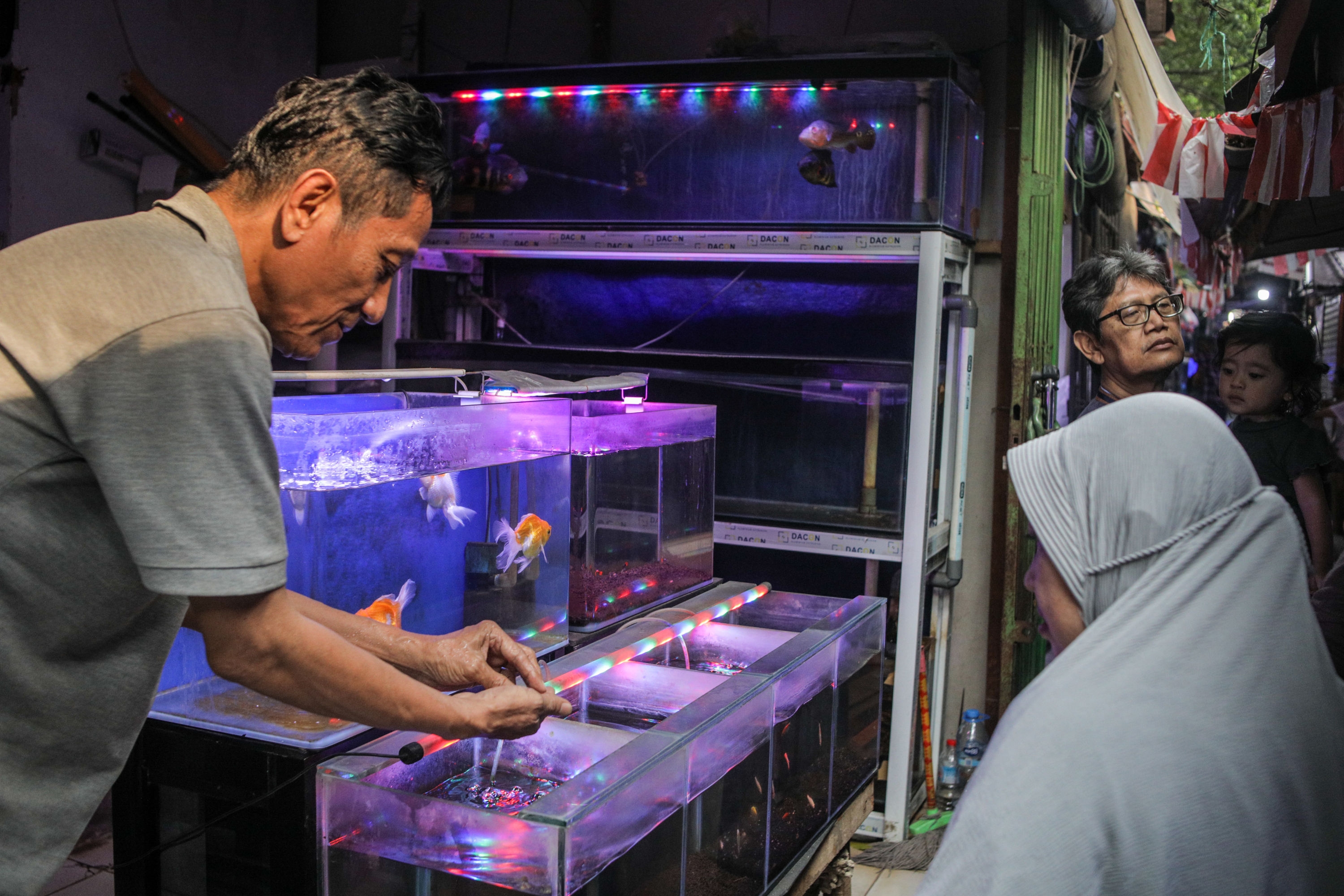 Apakah Semua Jenis Ikan Hias yang Ada di Indonesia Berasal dari Indonesia? Jelaskan!