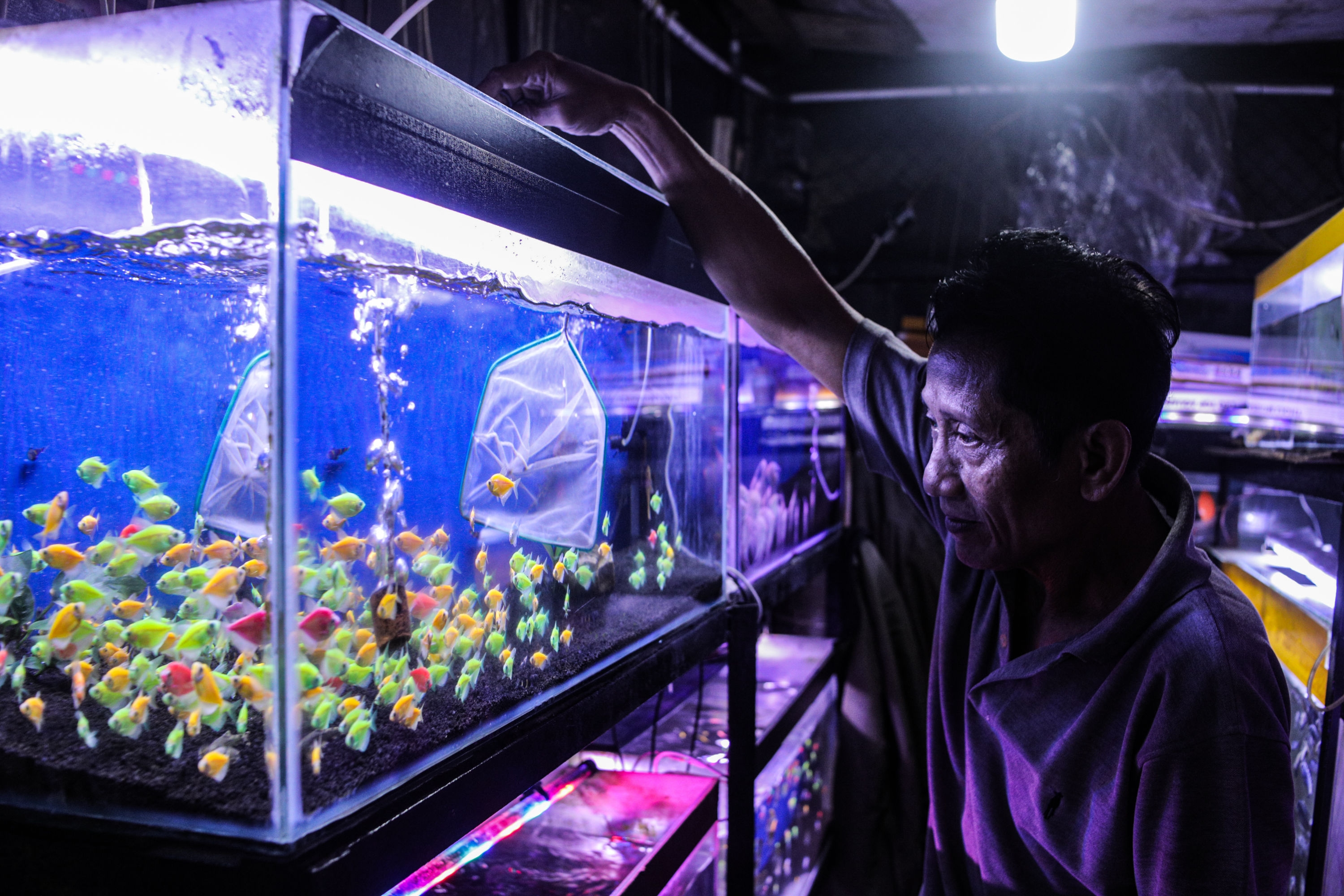 Binatang Peliharaan Apa yang Mudah Diurus? Ini 3 Pilihan yang Praktis