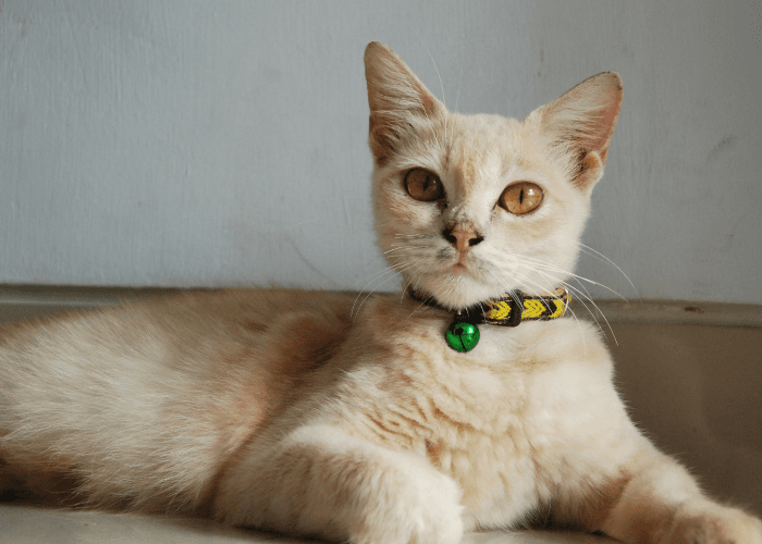 7 Tanda Kucing Menyukaimu, Salah Satunya Bawa Tikus Ke Rumah