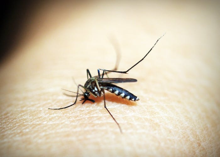 Ramai Soal Penyebaran Nyamuk Wolbachia, Berikut Ini Keistimewaannya Dalam Al-Quran