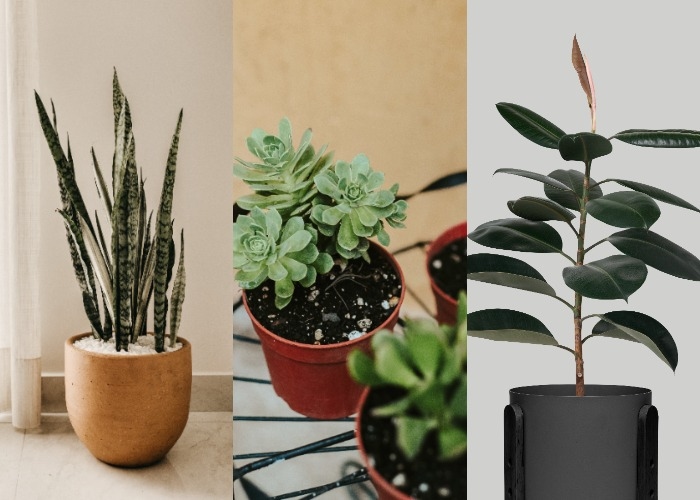 7 Tanaman Rekomendasi Feng Shui untuk Meningkatkan Keberuntungan Kamu di Tahun 2024