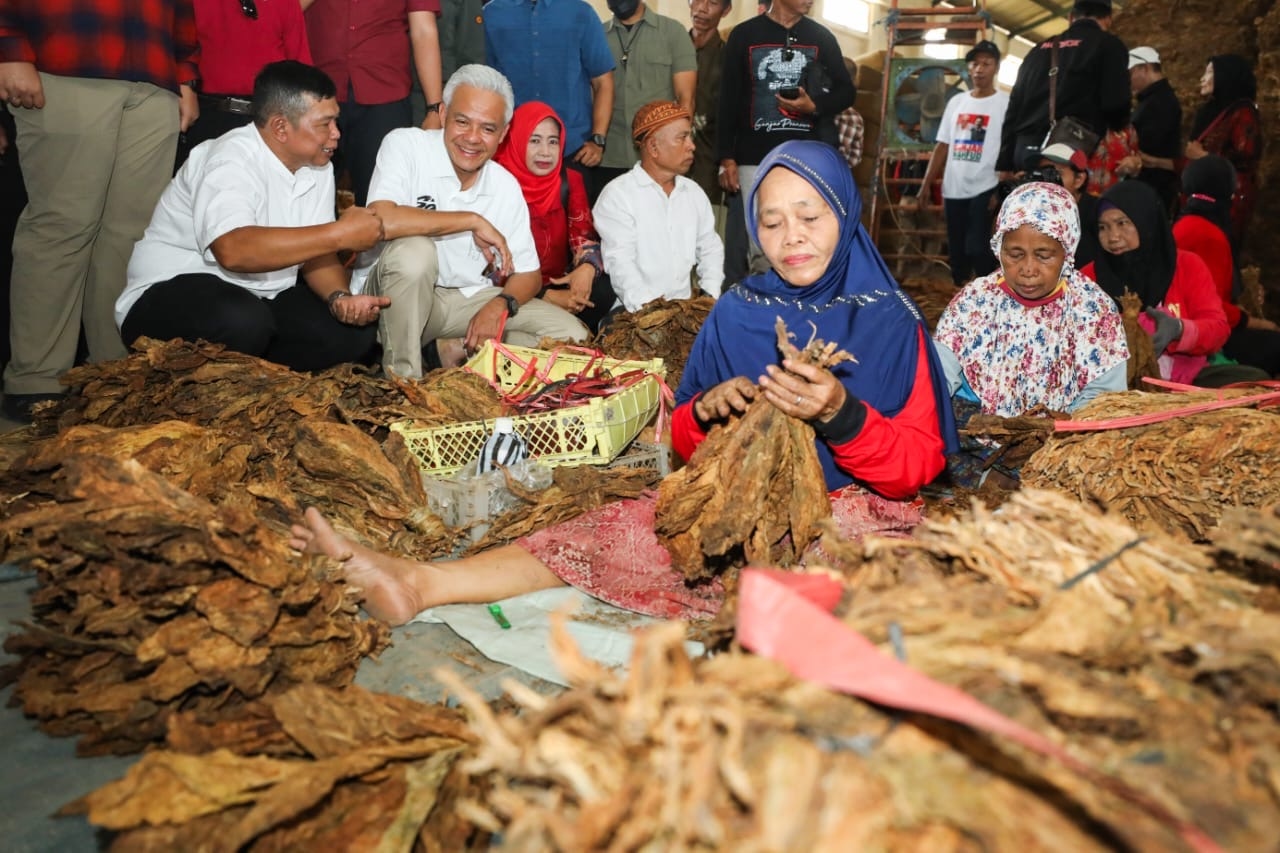 Peduli Petani Tembakau, Ganjar Pranowo Bakal Jadikan Jawa Tengah Pusat Tembakau di Indonesia