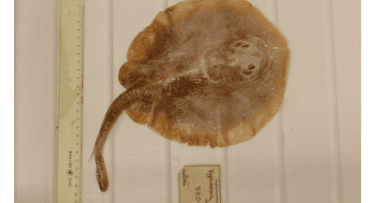 Ikan Pari Jawa Resmi Dinyatakan Punah, Hanya Berhasil Satu Kali Ditemukan di Dunia!