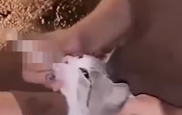 Viral Wanita Paksa Kucing Merokok, Begini Respons Islam pada Tindakan Menyakiti Binatang