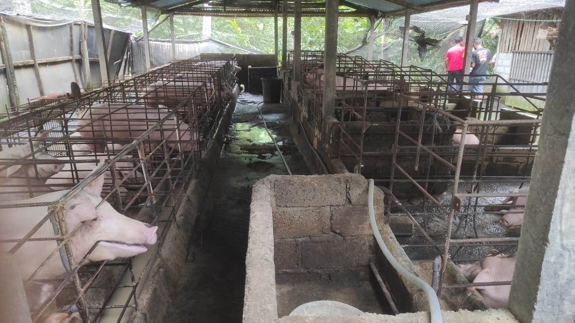 Geram Limbah Kandang Babi, Warga Desa di Tabanan Bakal Unras Saat Pilpres