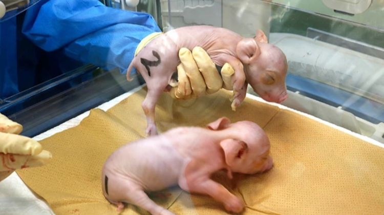 Jepang Berhasil Lahirkan Babi 'Modifikasi' untuk Transplantasi Organ ke Manusia