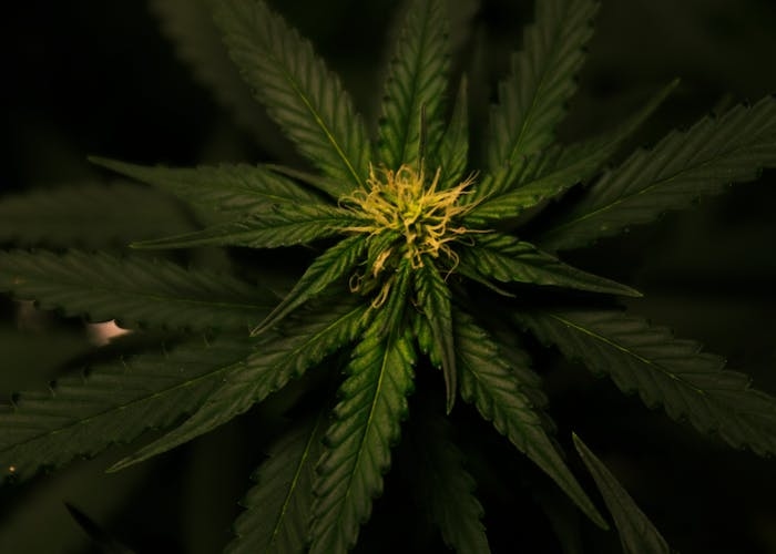 Ganja Masih Narkotika Golongan I, BNN: Tunggu Hasil Riset untuk Penggunaan Medis