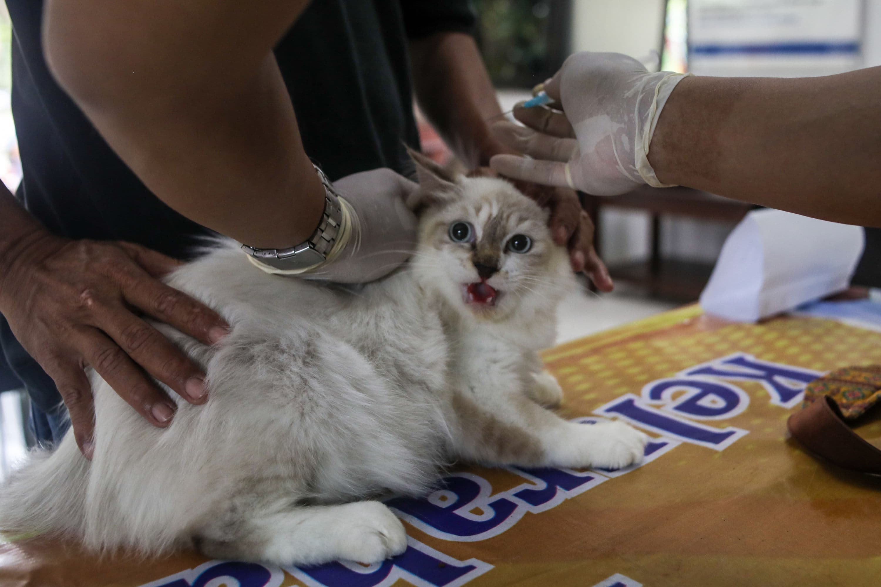 Tips Efektif Menenangkan Anjing agar Tidak Berisik di Malam Hari