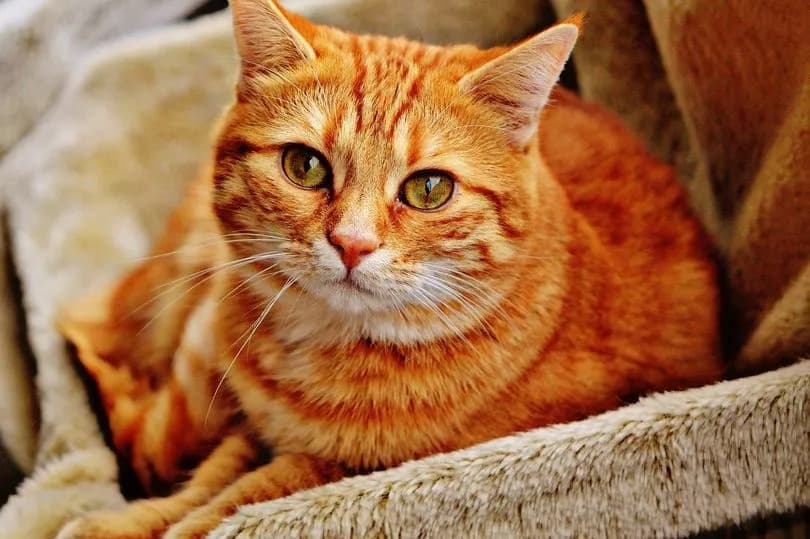 Kenapa Islam Haramkan Makan Kucing? Ternyata Ini Dampak Negatifnya bagi Tubuh