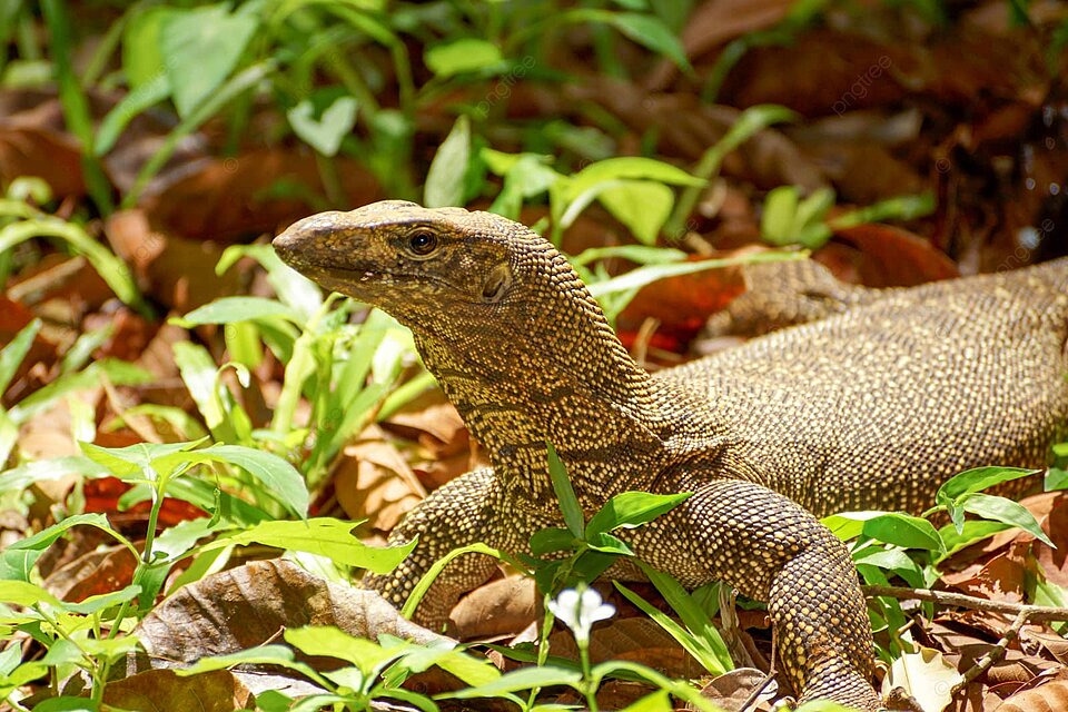 Tak Hanya Turis Spanyol, Ternyata Biawak Juga Pernah Diperkosa 4 Pria di India