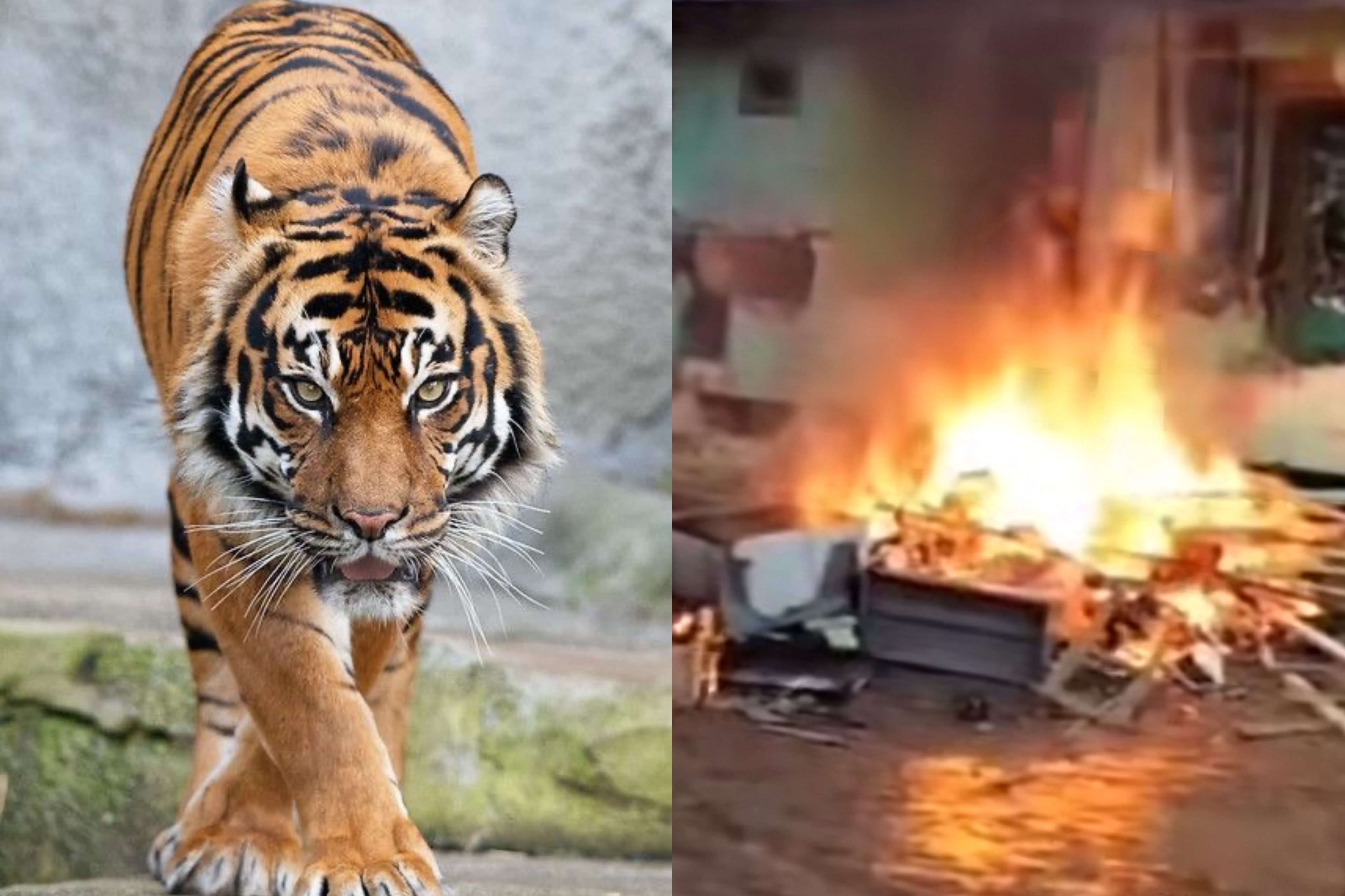 HEBOH 2 Orang Tewas Diterkam Harimau, Warga Ngamuk Bakar TNBBS Lampung Barat