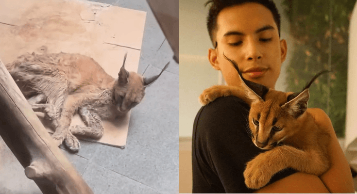Viral Rachel Vennya Ungkap Kondisi Kucing Okin, Diduga Tidak Dirawat Secara Baik hingga Sakit Berat