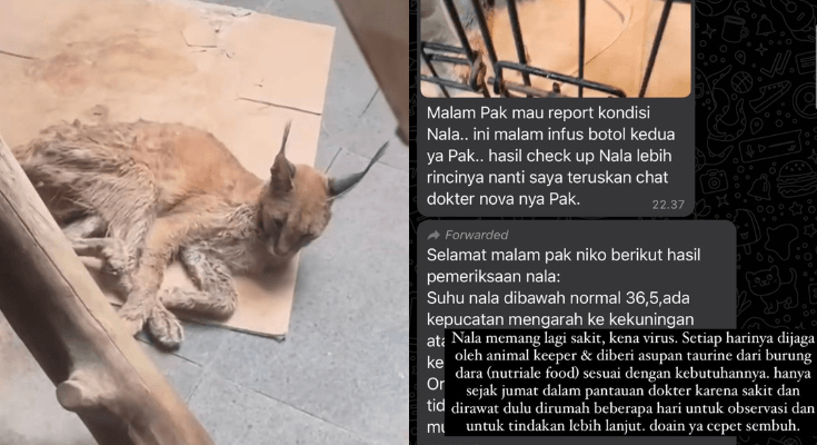 Dituduh Tidak Bisa Merawat Kucing, Begini Klarifikasi Okin Soal Hewan Peliharaannya yang Sakit!