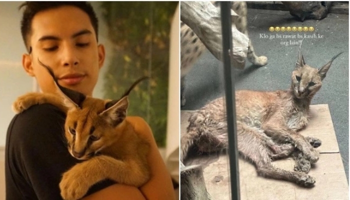 Fantastis! Segini Harga Kucing Caracal Okin yang Viral Mati Karena Sakit Malnutrisi