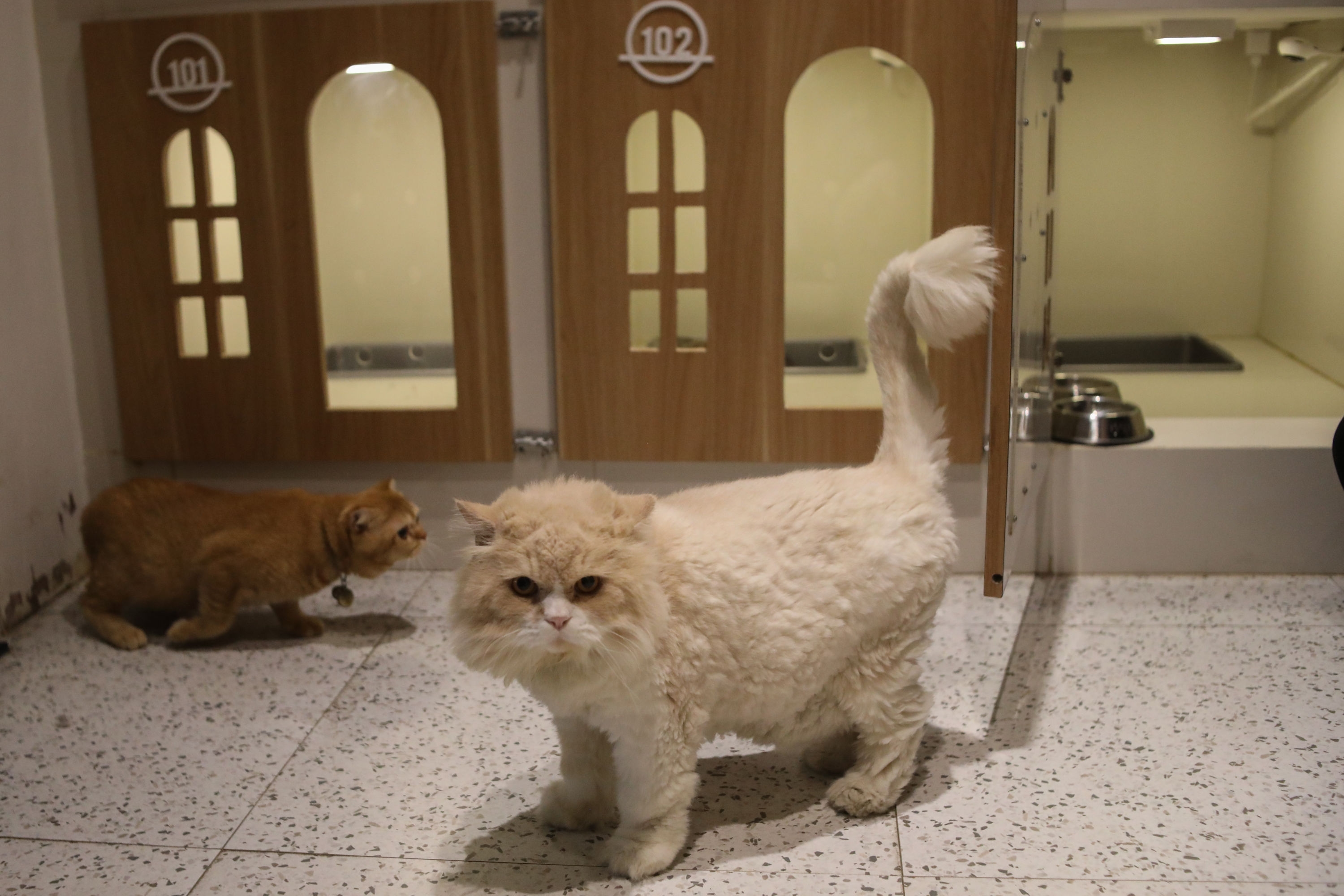 Apakah Kucing Halal untuk Dimakan? Berikut Jawaban Menurut Hadis Nabi