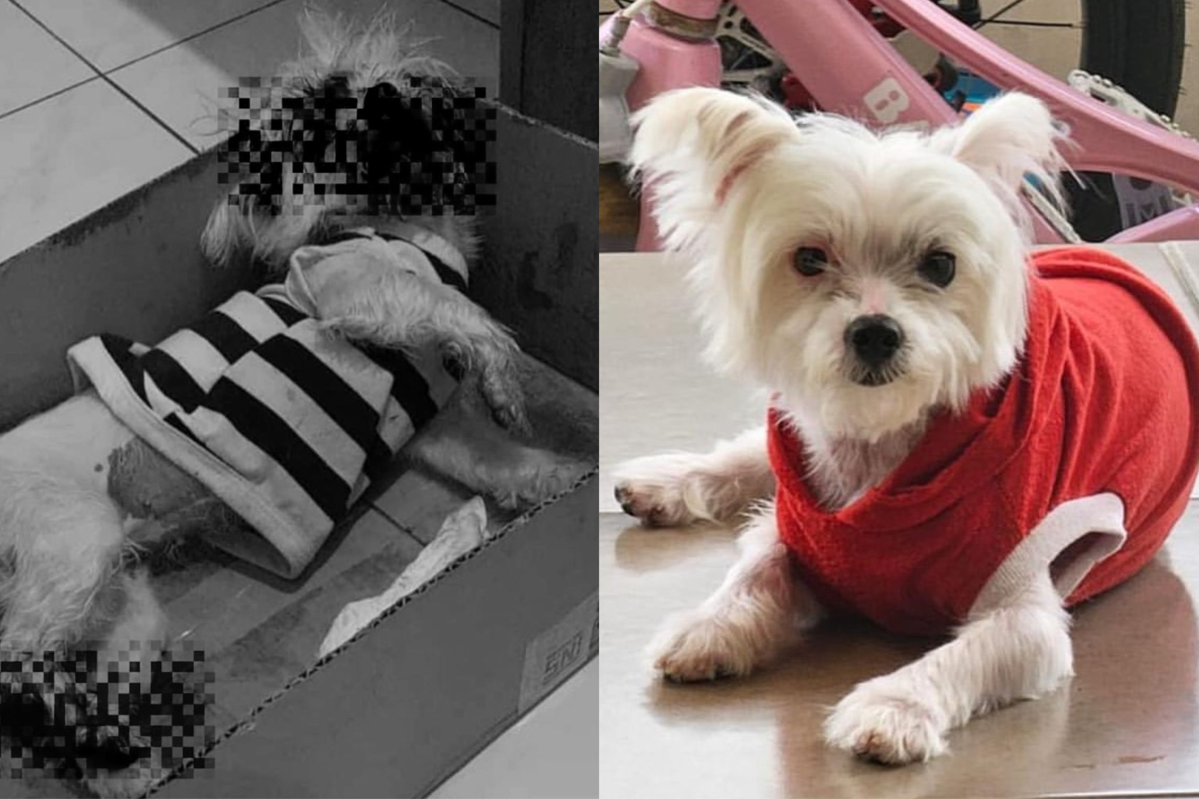 #JusticeForViki Kembali Trending, Begini Kronologi Penganiayaan Anjing hingga Mati Berlumuran Darah di Jember