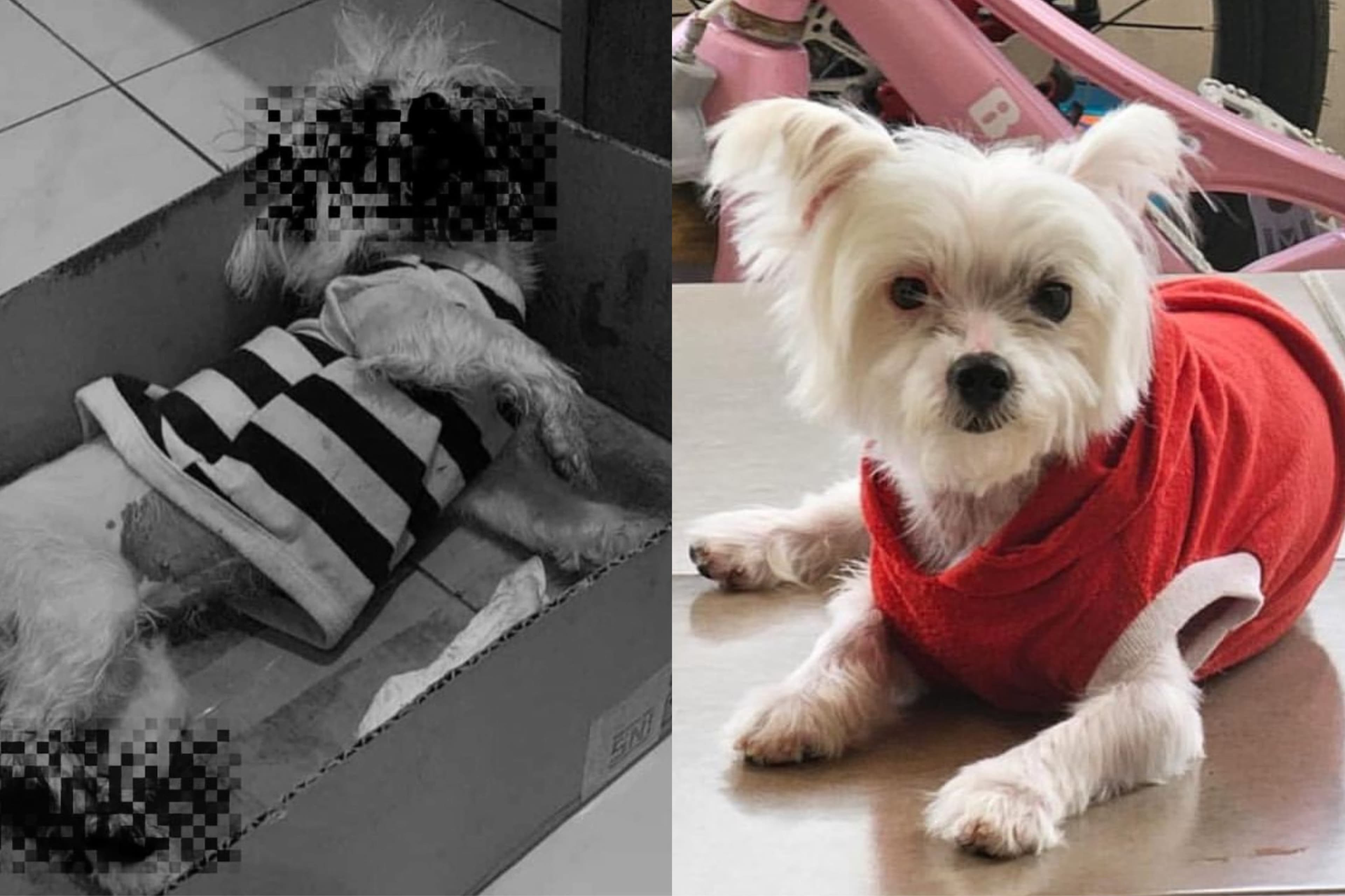 #JusticeForViki Kembali Trending, Begini Kronologi Penganiayaan Anjing hingga Mati Berlumuran Darah di Jember