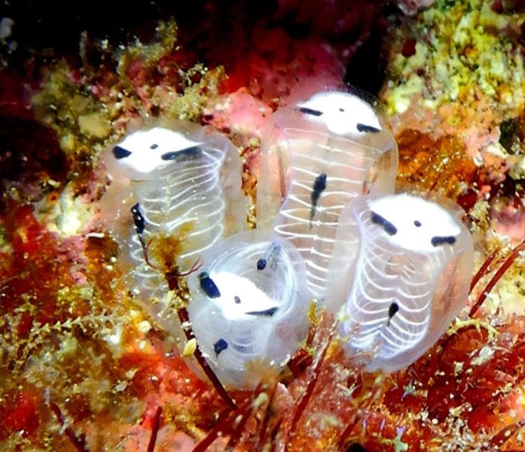 'Skeleton Panda', Penemuan Baru di Perairan Jepang yang Sempat Hebohkan Media Sosial