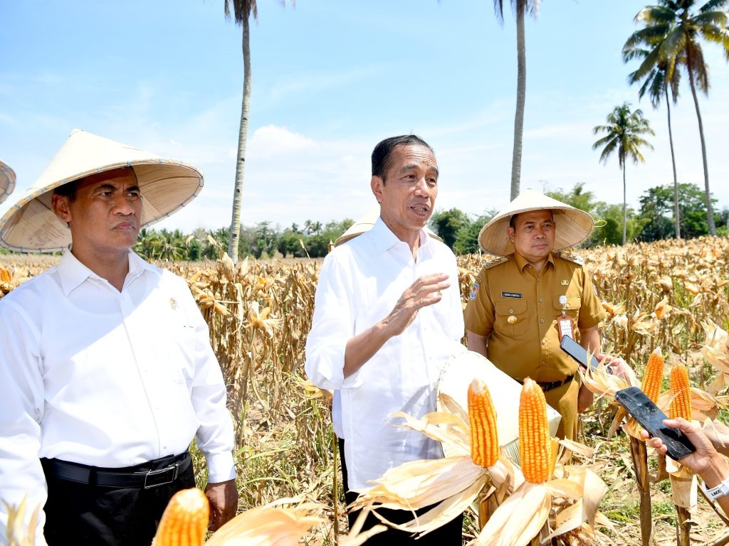 Tinjau Panen Raya Jagung di Boalemo, Jokowi Harap Indonesia Bisa Kurangi Ketergantungan Impor