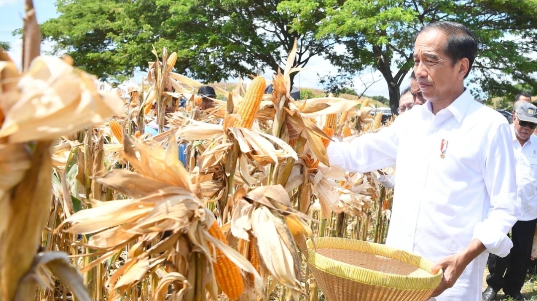 Harga Jagung di Sumbawa Turun Jadi Rp4.200, Jokowi: Baik untuk Peternak, Tidak untuk Petani