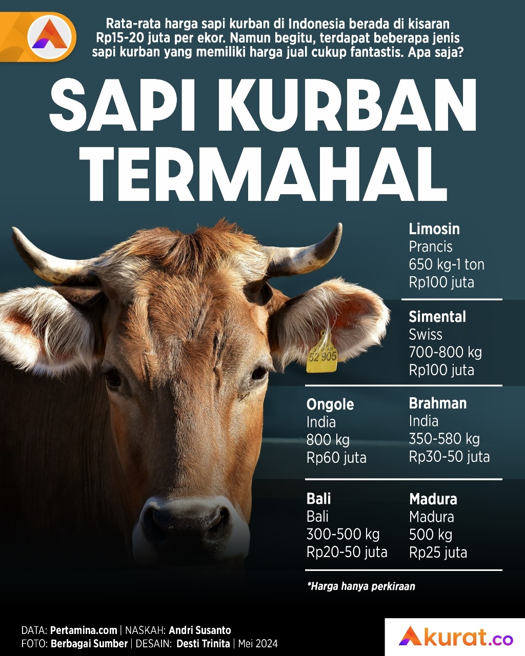 Sapi Kurban Termahal