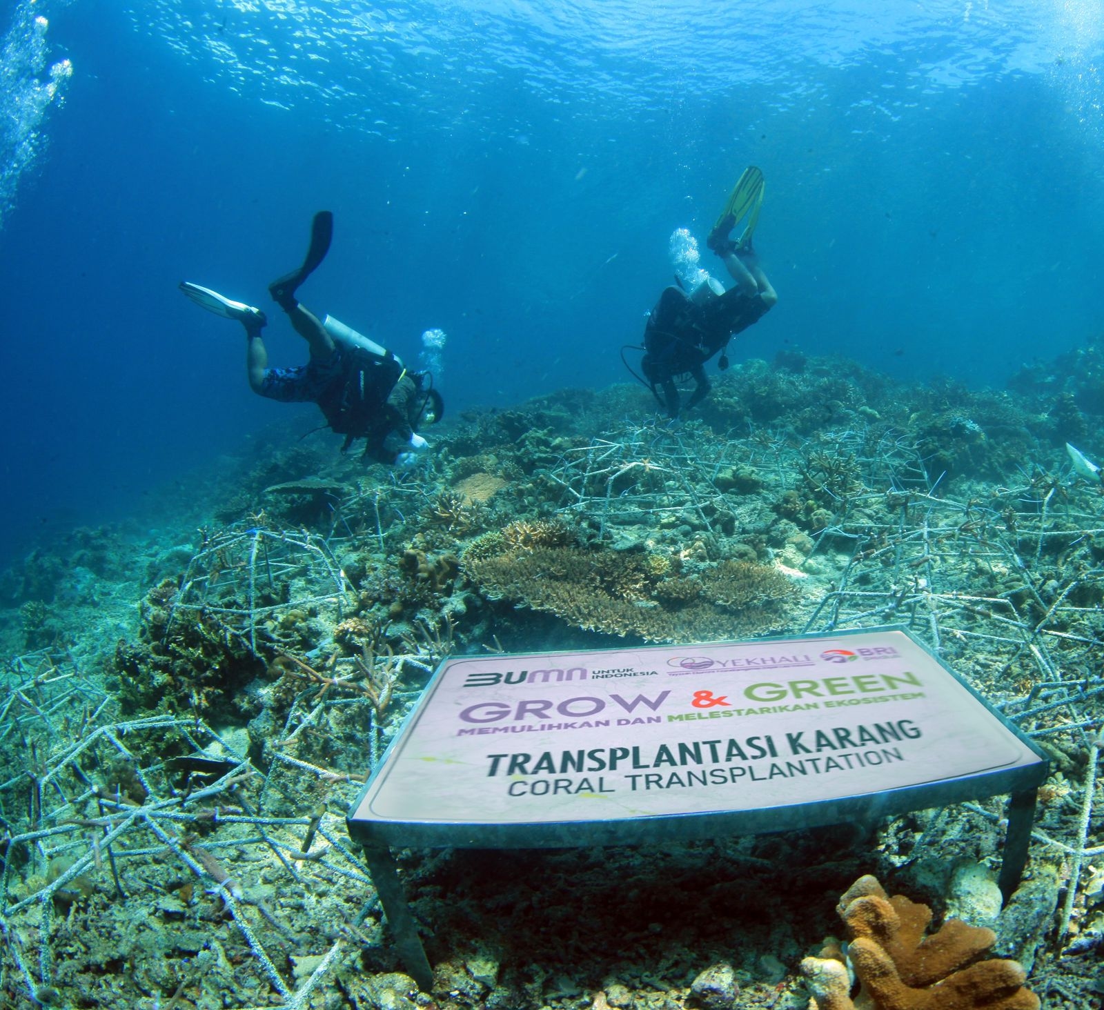 Maknai Hari Lingkungan Hidup Sedunia, BRI Pulihkan Ekosistem dan Lawan Perubahan Iklim Lewat Program BRI Menanam - Grow & Green